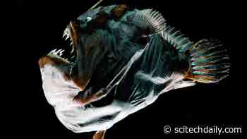 Sexual Parasitism: Deep-Sea Anglerfish Evolved a New Type of Immune System to Physically Fuse With Their Mates