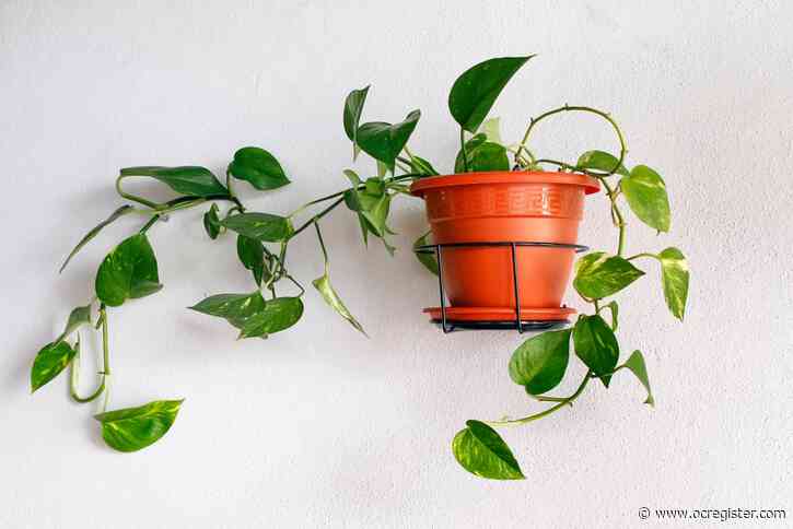 Houseplant 101: 5 tips for buying and keeping houseplants alive