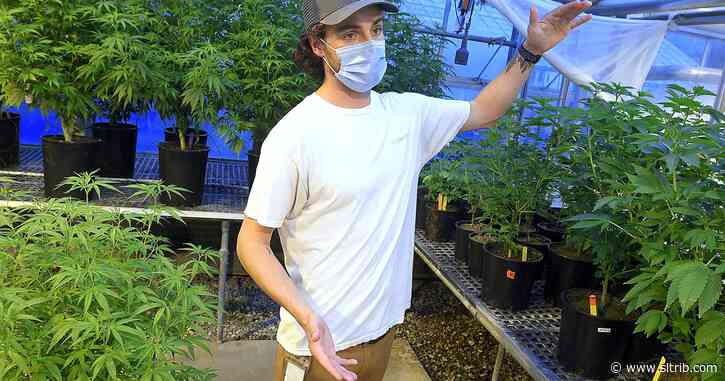 Utah State researchers debunk myths to find optimal hemp growth