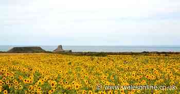 Rhossili sunflower fields threatened with immediate closure