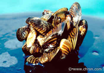 Zebra mussel infestations growing in Texas lakes
