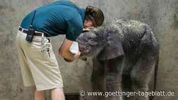Baby-Elefant im Zoo von St. Louis kurz nach Geburt eingeschläfert