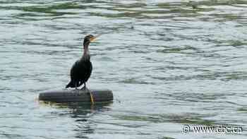 Conservation groups raise concerns about Ontario hunt of cormorants this fall