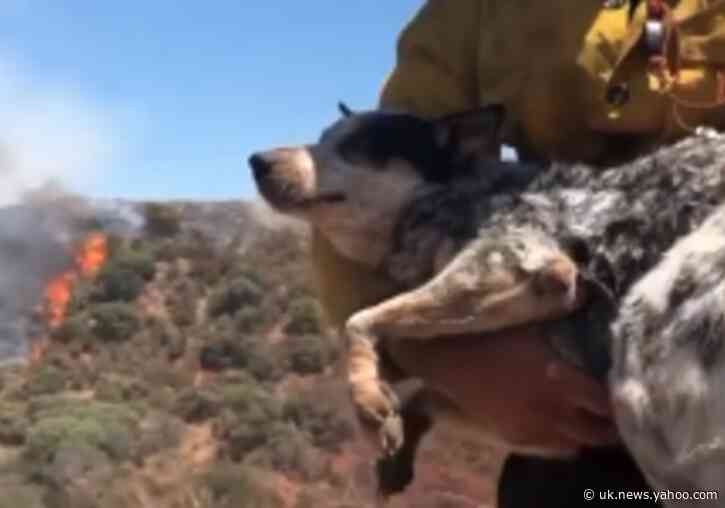California Firefighters Rescue Lost Dog Found Near Apple Fire