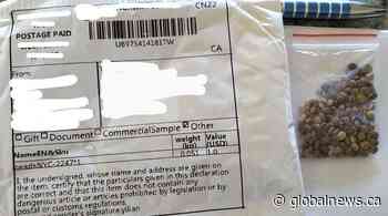 Alberta resident warns about unsolicited seeds arriving in mail
