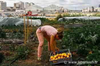 Paris : les premières récoltes de la ferme urbaine des toits de la Chapelle en 14 photos - Le Parisien