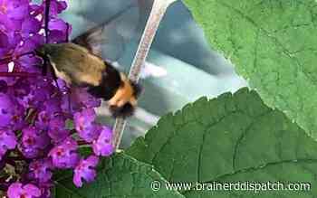 Ask the Master Gardener: Moths often mistaken for hummingbirds are no threat to flowers - Brainerd Dispatch