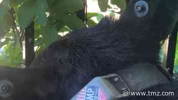 Trump 2020 Stickers Slapped on Black Bears, Animal Rights Group Offers Reward