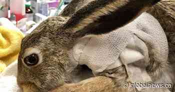 Jackrabbit found with arrow in neck in Regina’s Glencairn neighbourhood