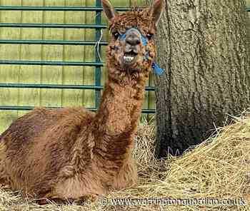Woodlands Alpaca Farm in Thelwall targeted by vandals
