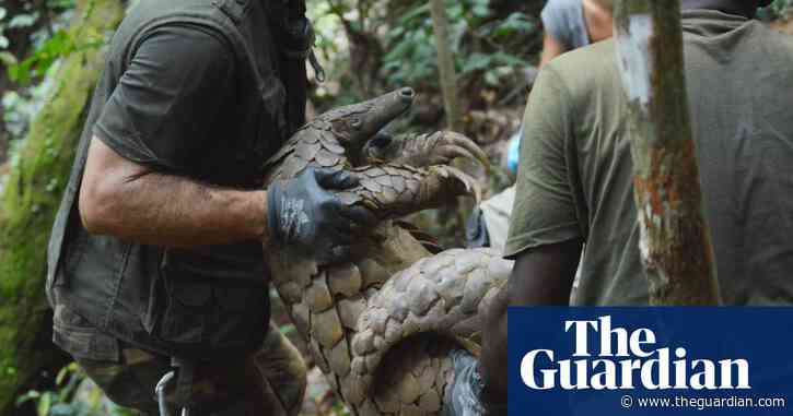 Wildlife forensics: how a giant pangolin named Ghost could help save the species