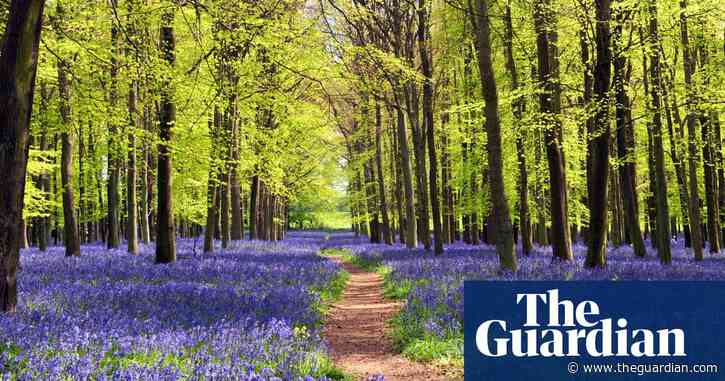 England's biggest landowners not growing enough trees – report