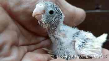 Modena, volatili abbandonati e gettati nei cassonetti Milani (Pettirosso): «Diciamo basta a queste crudeltà» - La Gazzetta di Modena