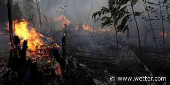 Feuer nehmen zu: Amazonas-Katastrophe jetzt noch schlimmer als im Vorjahr - wetter.com