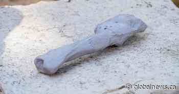 Canadian researchers diagnose cancer in a dinosaur for 1st time