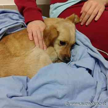 Più di 150 animali abbandonati in pochi mesi a Modena - SulPanaro