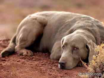 Watch the newest commercials on TV from Kia, Nike, 3M and more