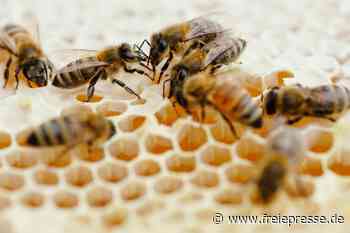 Bienenhalter bangen um ihre Jubiläumsfeier - Freie Presse