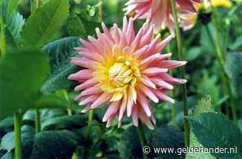 Wie kleurige dahlia’s wil hebben moet bij Jan en Marijke uit Wageningen zijn