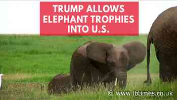 PETA releases footage of elephant killer to pressure passage of bill against trophy hunting