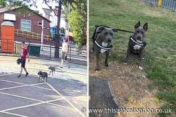 Fundraiser after stolen Staffies returned to Bexley owners