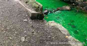 Stream in Swansea's Singleton Park turns bright green