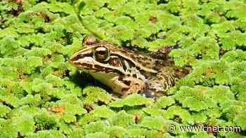 Frog eats beetle, beetle escapes alive through frog's butt     - CNET