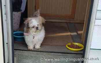 15-year-old neglected dog finds forever home to live out her last years