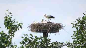 Neues aus dem Storchen-Nest im Norden von Werl - soester-anzeiger.de