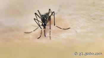 Limeira tem 30,5% mais casos de dengue em sete meses de 2020 do que em 2019 inteiro - G1