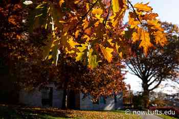 Another Look at Fall Academics at the School of Arts and Sciences and SMFA at Tufts - Tufts Now