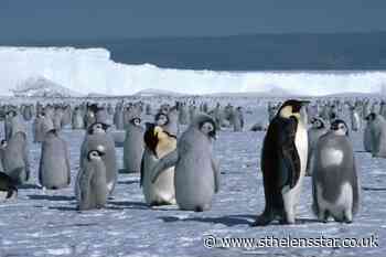 New emperor penguin colonies found in Antarctica - St Helens Star