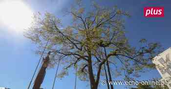 Stadtbäume in Darmstadt vertrocknen