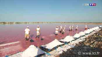 La récolte de la fleur de sel débute à Aigues-Mortes - LCI