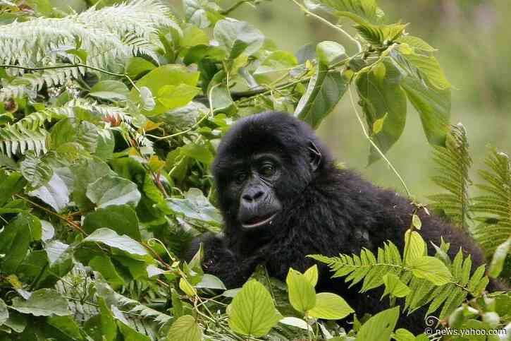 There&#39;s a gorilla baby boom happening in Uganda