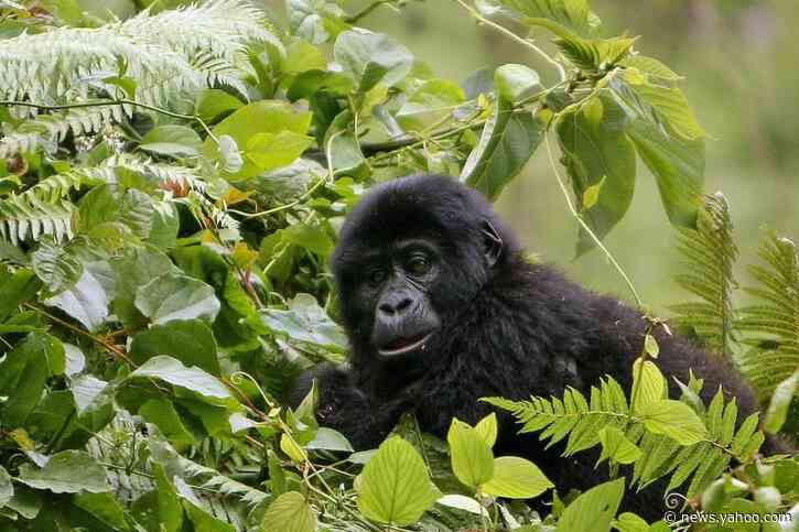 There's a gorilla baby boom happening in Uganda
