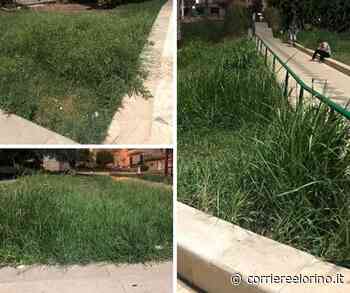 La segnalazione del cittadino - Erba alta al Parco Giovanni Paolo II: "È assurdo che ad agosto si presenti in un simile stato" - CorriereElorino