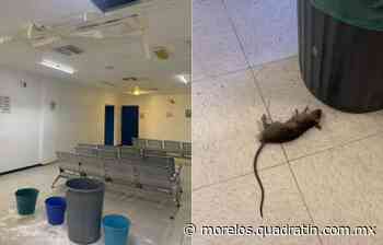 Ratas y desaseo en Hospital de Cuautla - Quadratín - Quadratín Michoacán