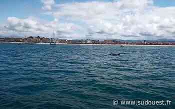 Vidéos : des dauphins aperçus dans la baie de Saint-Jean-de-Luz - Sud Ouest