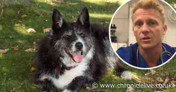 TV vet reveals warning signs of heat stroke in dogs ahead of heatwave