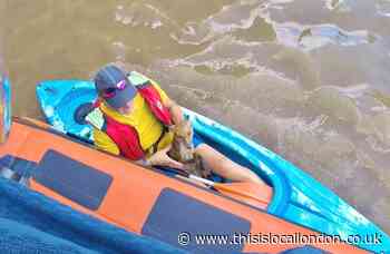 River rescue of confused fox by Wandsworth Bridge