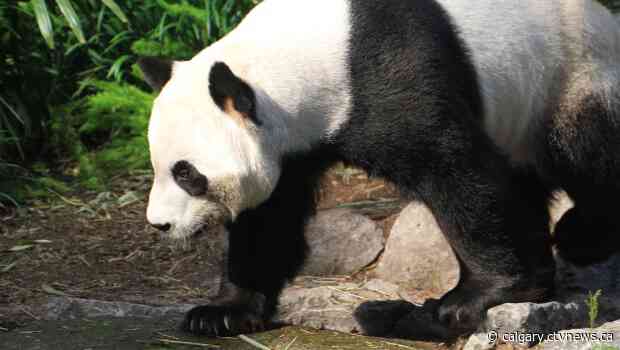 Giant pandas still in Calgary because of lack of travel permit