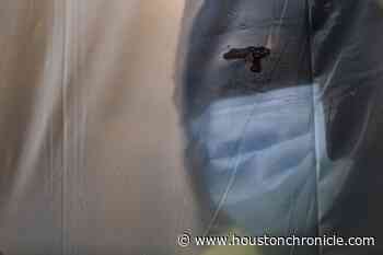 Daily coronavirus numbers for Houston, rest of Texas: July 28 - Houston Chronicle