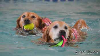 Senior dogs live out their golden years at this dog retirement center