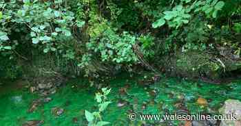 Dye test caused Swansea stream to turn bright green