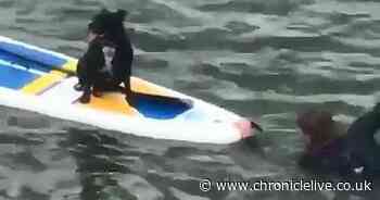 Watch adorable dog riding paddleboard after being rescued at Tynemouth beach