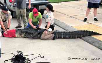 League City dad rescues four-year-old daughter from 11-foot alligator