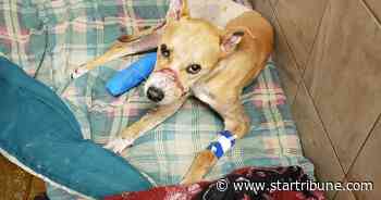 Fundraiser for abandoned dog found with mouth ziptied shut in St. Paul brings in $17K