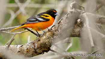 Baltimore, Bullock's orioles will retain separate identities | Cornell Chronicle - Cornell Chronicle
