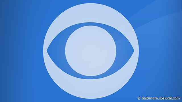 Duncan The Cat Is Up For Adoption At The MDSPCA